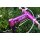 Shogun Zero Ahead Alu Vorbau, 1 1/8“, 130mm, 10°, purple, NEU