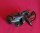 Sram 3.0 ESP Schaltwerk, NEU